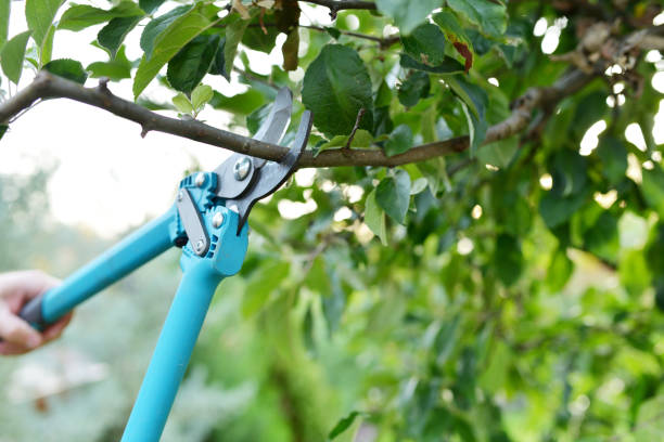 Tree Removal for Businesses in Lighthouse Point, FL